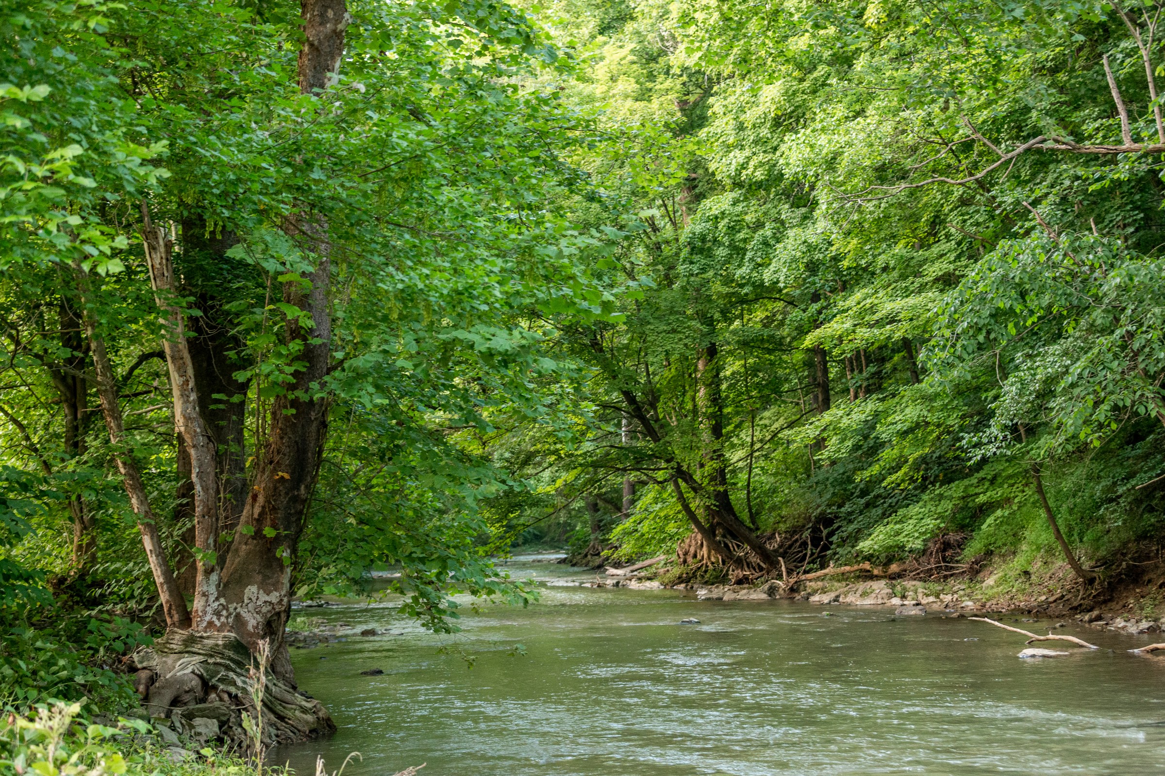 Protecting and Maintaining Ecological Stability - Hero Image