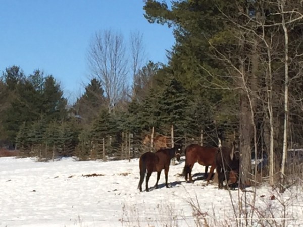 horses-ROW