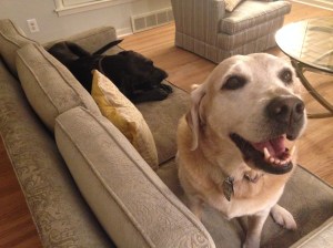 photo of dog on couch