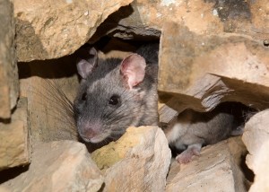 woodrat