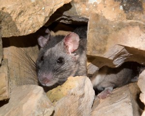 Williams works with Pennsylvania to protect rare species of woodrat