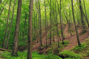 cherry valley trees 