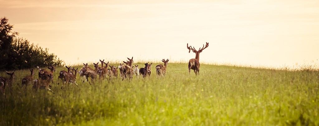 Partnering to protect Wyoming wildlife
