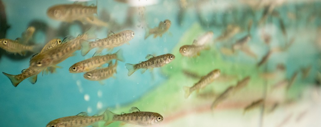 Why we’re helping kids raise fish in their classroom