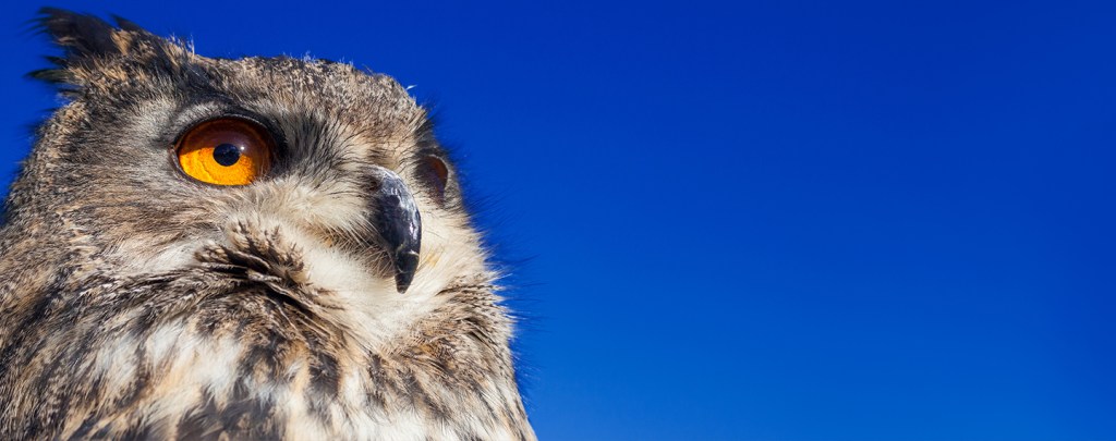 Whether furry or feathered, Williams volunteer helps them all