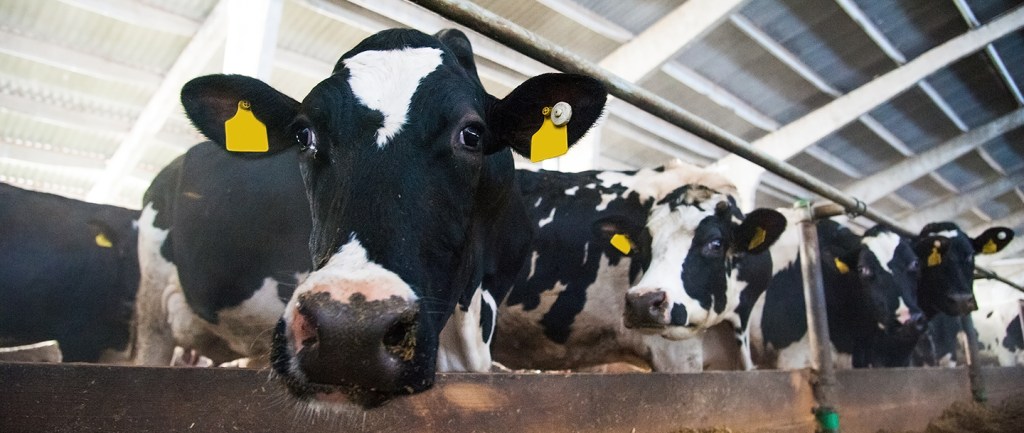 What is renewable natural gas?