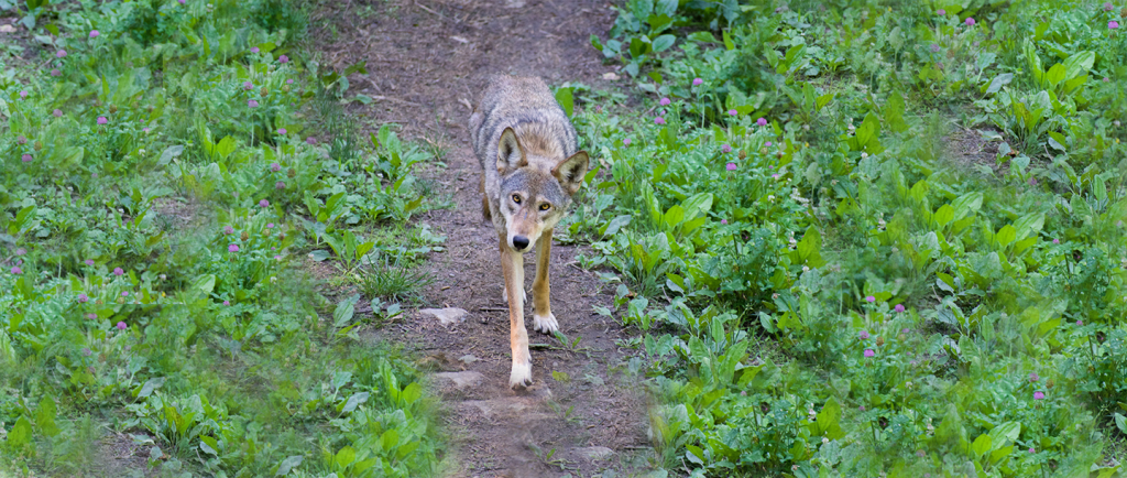 Will the American red wolf go extinct? Not if this zoo can help it.