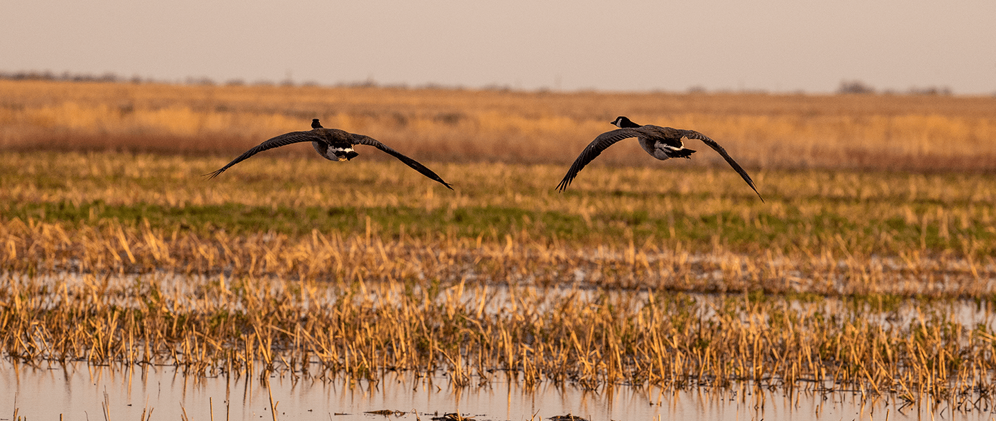 Duck, duck, goose: restored wetlands