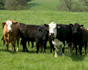 cows